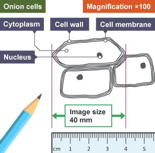 calculating magnification bbc bitesize.